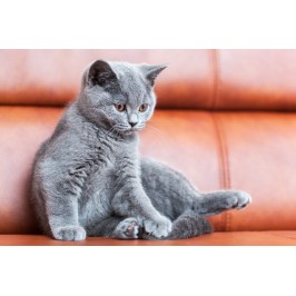 How To Avoid & Repair Cat Scratches On Your Leather Sofa